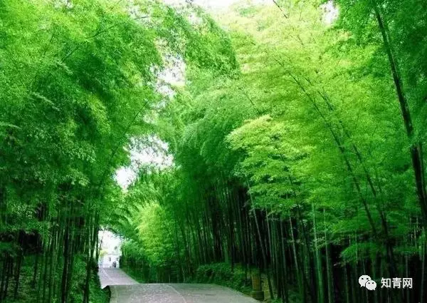 图片飞跑了