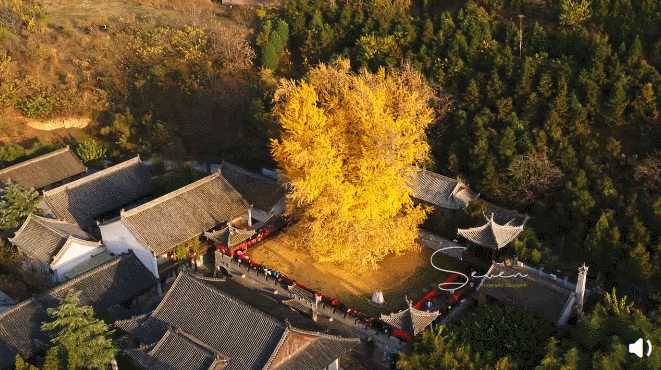 图片飞跑了